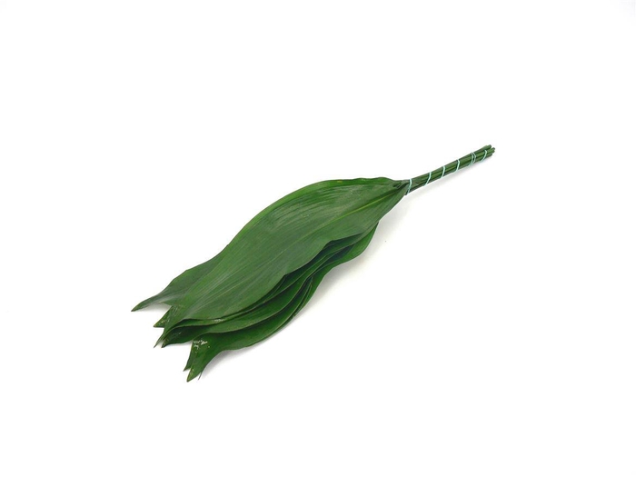 Aspidistra 50cm (groene Doos)