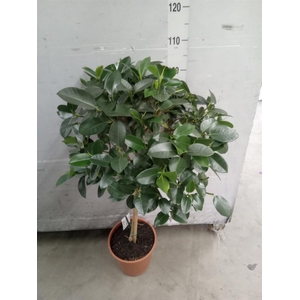 Ficus   ...