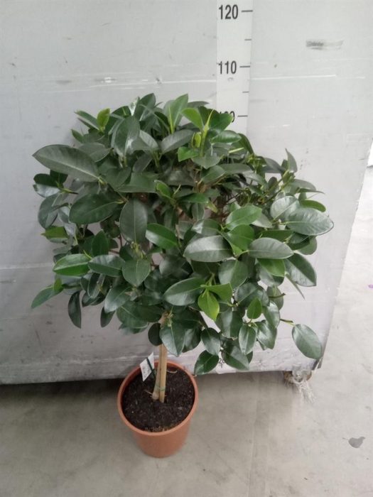 <h4>Ficus   ...</h4>