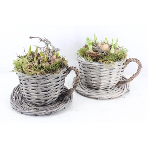 arr4 Bollenmix MB - Kubu. kop/schotel x6