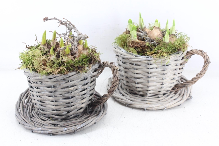 <h4>arr4 Bollenmix MB - Kubu. kop/schotel x6</h4>