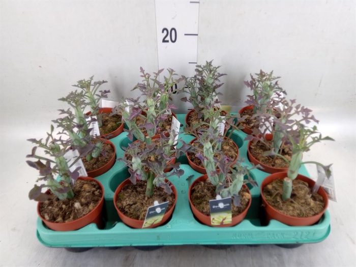 <h4>Senecio   ...</h4>