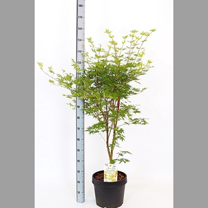ACER PA SANGOKAKU