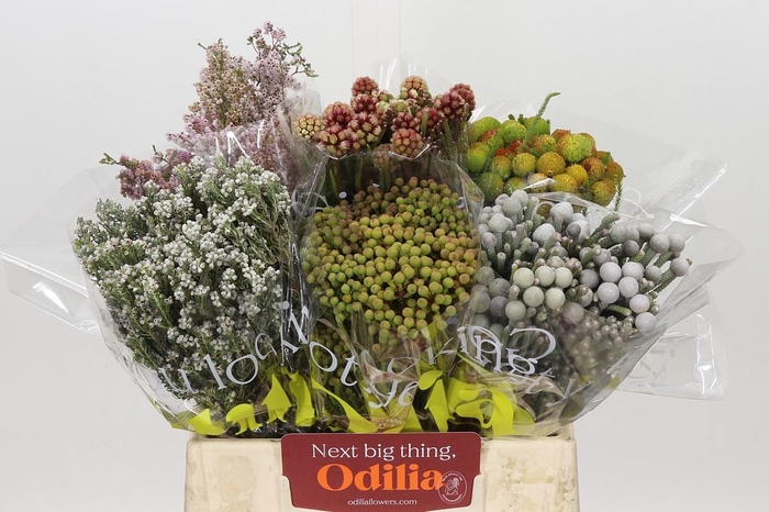 <h4>Kaaps Groen Mix in emmer</h4>
