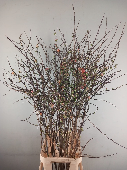 <h4>CHAENOMELES JAPONICA PINK 160CM</h4>