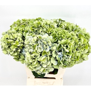 Hydrangea Emerald Classic A1