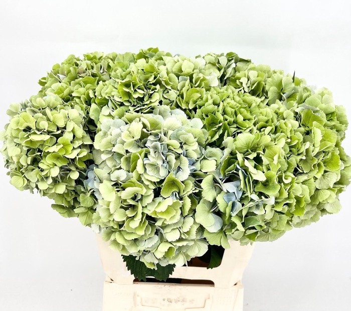 <h4>Hydrangea Emerald Classic A1</h4>