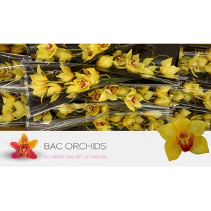 CYMB T GOLDEN FLEECE