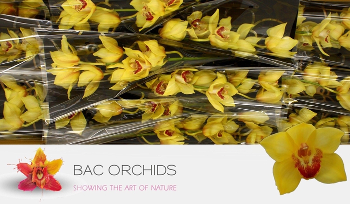 <h4>CYMB T GOLDEN FLEECE</h4>