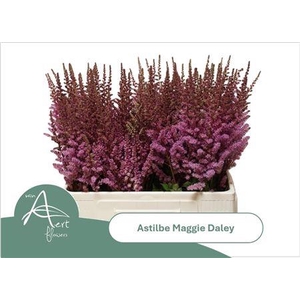 ASTIL MAGGIE DALEY