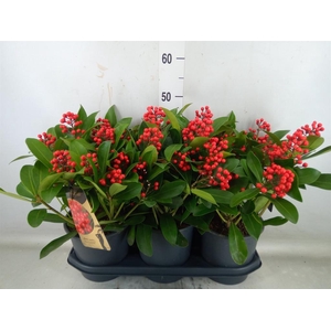 Skimmia jap. 'Passion'