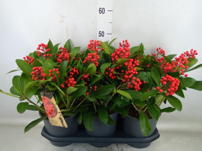 <h4>Skimmia jap. 'Passion'</h4>
