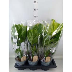 Philodendron bipinn. 'Little Hope'