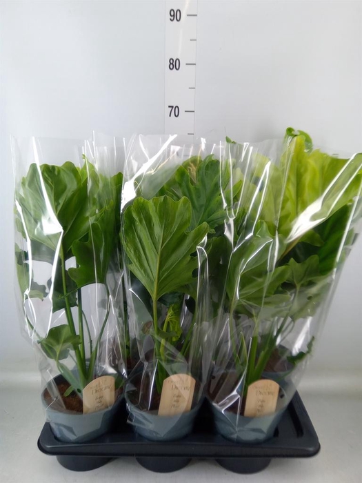 <h4>Philodendron bipinn. 'Little Hope'</h4>
