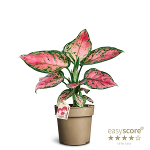 AGLAONEMA COMMUTATUM P11