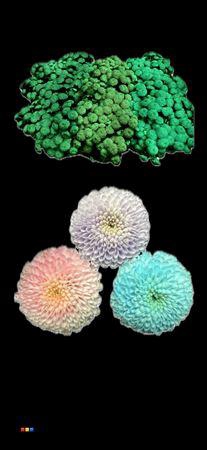 <h4>Chr S Mixed Glow In The Dark</h4>