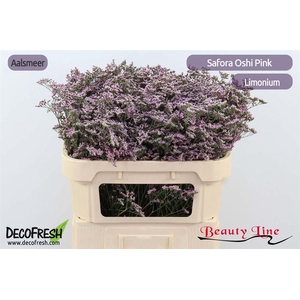 Lim Safora Oshi Pink