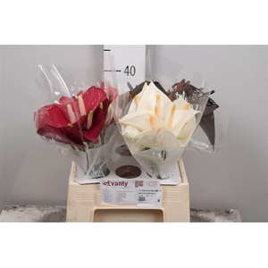 Anth A Love Mix 40 L4