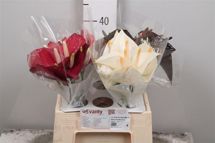 <h4>Anth A Love Mix 40 L4</h4>