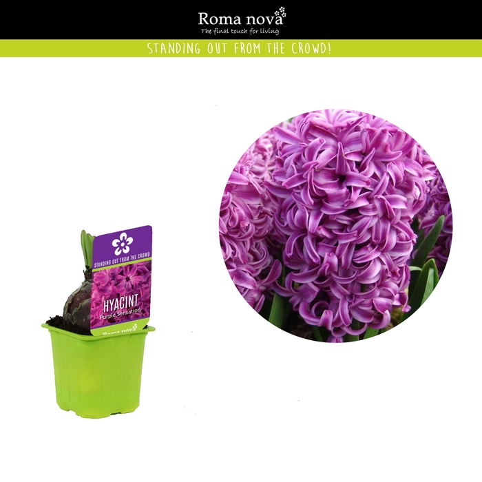 <h4>Hyacint Purple Sensation 7cm</h4>