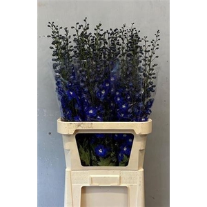 Delph Du Dev Navy Blue