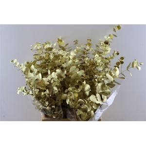 Euca Cinerea Gold P Bunch