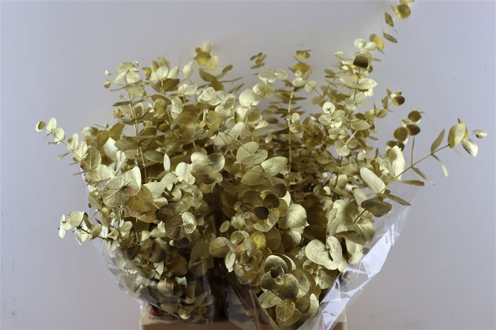 <h4>Euca Cinerea Gold P Bunch</h4>