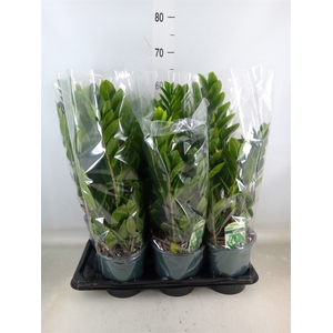 Zamioculcas zamiifolia