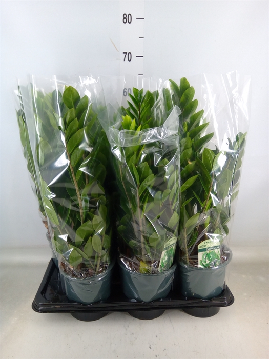 <h4>Zamioculcas zamiifolia</h4>