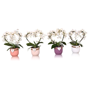 Phal. Multi vorm wit 