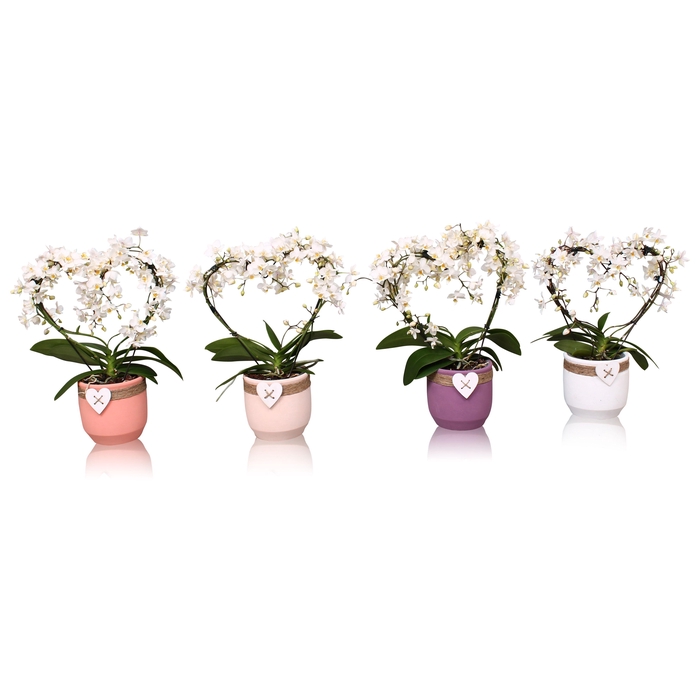 <h4>Phal. Multi vorm wit "Blossoming heart" in keramiek BGC942</h4>