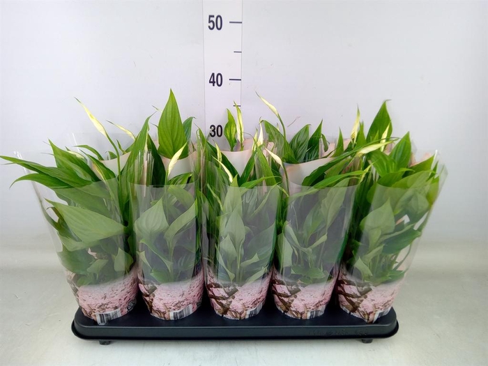 <h4>Spathiphyllum  'Korto'</h4>