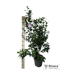 CAME J MATHOTI ROSEA