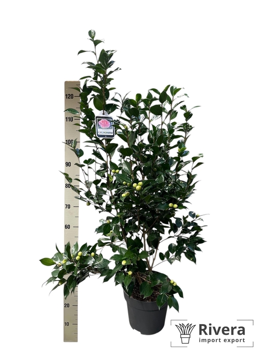 <h4>CAME J MATHOTI ROSEA</h4>