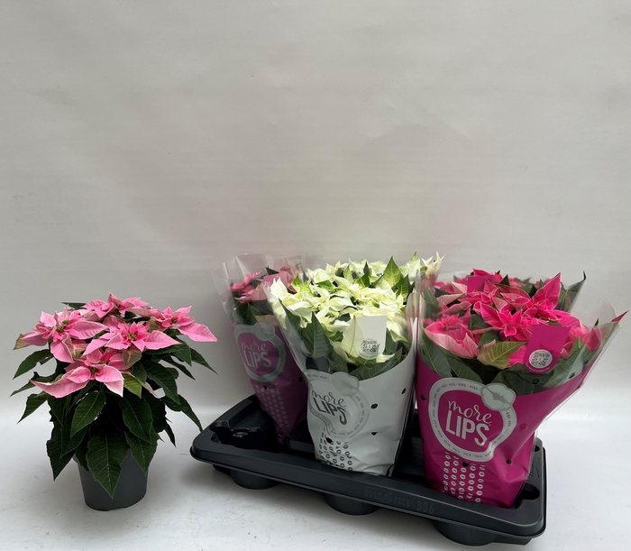 <h4>EUPHOR P PRI GEM</h4>