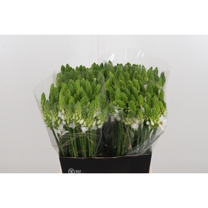 Ornithogalum T Mount Fuji