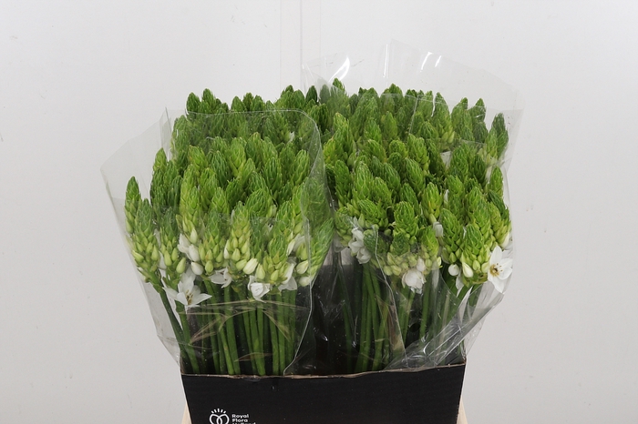 Ornithogalum T Mount Fuji