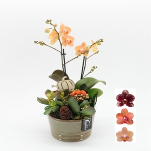 Arr.  Phalaenopsis H%