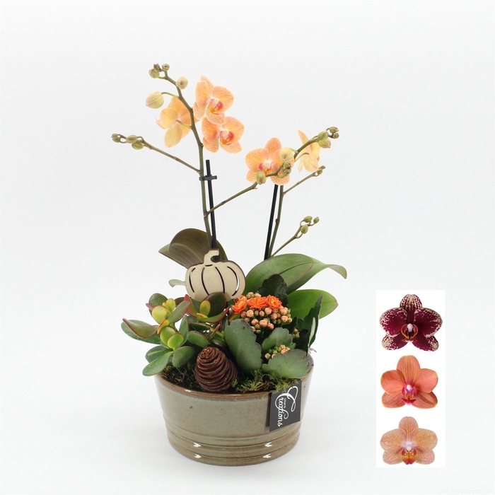 <h4>Arr.  Phalaenopsis H%</h4>