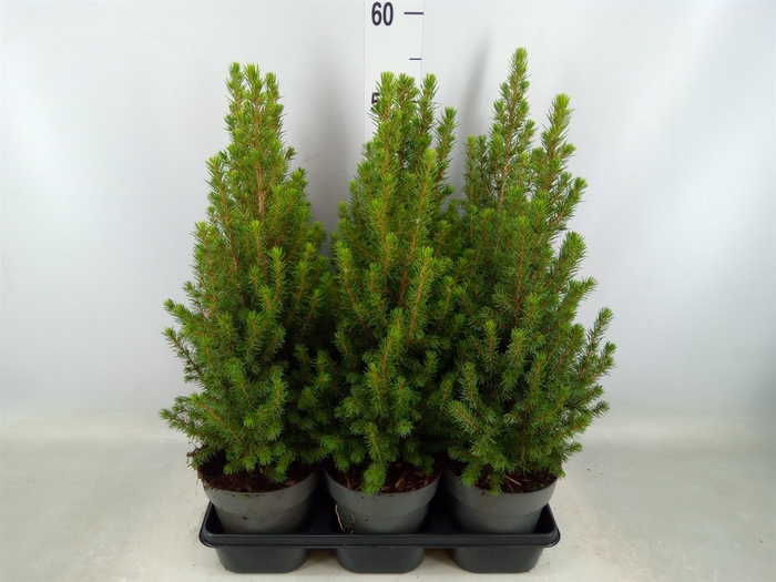 <h4>Picea glauca 'Perfecta'</h4>