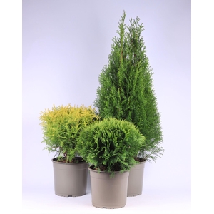 Thuja overig geel