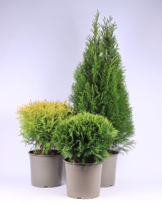 <h4>Thuja overig geel</h4>