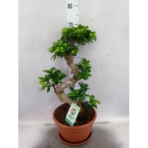 Ficus microcarpa 'Ginseng'