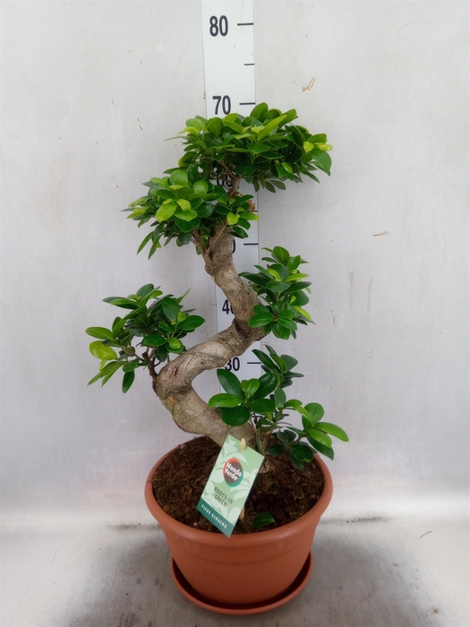 <h4>Ficus microcarpa 'Ginseng'</h4>