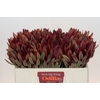 Leucadendron Jester