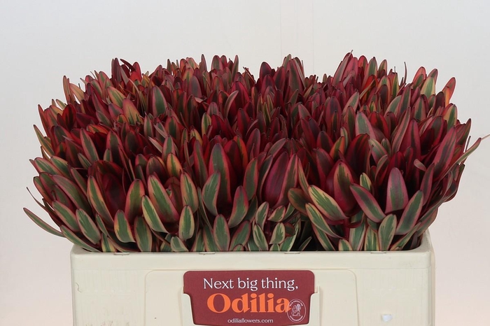 <h4>Leucadendron Jester</h4>