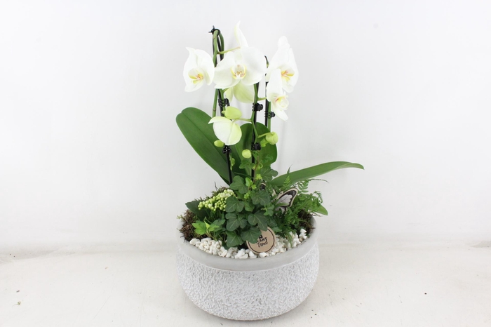 <h4>arr2 PL - Ker. barok grijs phal wit vlinder</h4>