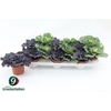 Brassica (sierkool) Mixtray