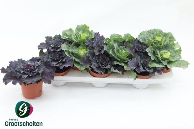 Brassica (sierkool) Mixtray