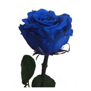 Rose éternelle bleue